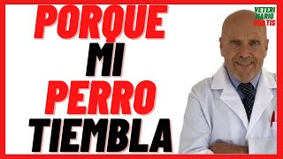 Porque mi perro Tiembla Mucho y no Puede Caminar 🔴 Cuando Duerme o Llora 🔴Y Vomita [upl. by Eralc]