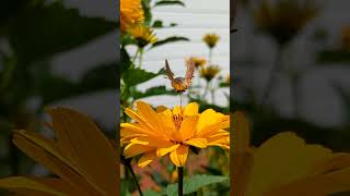 Hummingbird hawk moth [upl. by Ierna]