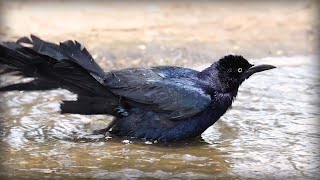 Greattailed Grackle Quiscalus mexicanus [upl. by Eiznekcm333]