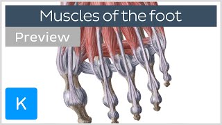 Muscles of the foot preview Human Anatomy  Kenhub [upl. by Fernande]