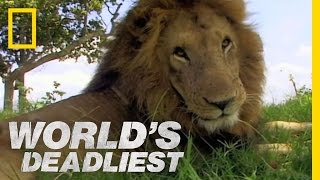 Lion vs Lion  Worlds Deadliest [upl. by Elehcim107]