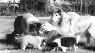 VINTAGE 1950s GAINES MEAL DOG FOOD COMMERCIAL  STARBERRY KENNEL with COLLIES [upl. by Soo]