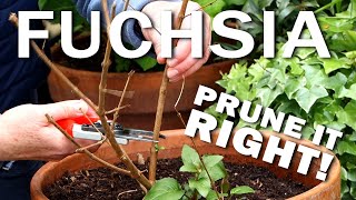 Pruning Hardy Fuchsias [upl. by Watts]