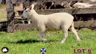 High Road Sheep SCOTTISH CHOICE Sale 2024  LOT 6 [upl. by Materi705]