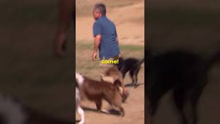 Stopping A Dog Fight dogwhisperer dog cesarmillan [upl. by Malha]