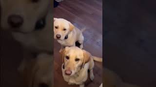 🐶 DOGS behaving BADLY dogs doglover funnydogs funny funnyvideo 🐾 🐶 [upl. by Island359]