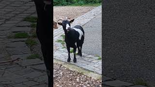 Röhrensee in Bayreuth ziege ziegenbock goat goats pets Animals pet Tier Zoo bayreuth [upl. by Aytida]