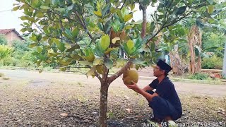 Nangka Madu Panen Buah Perdana Muanis Bangeet [upl. by Granville]