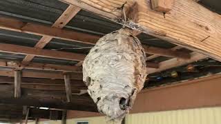 Preserving a hornet nest [upl. by Attenrad]