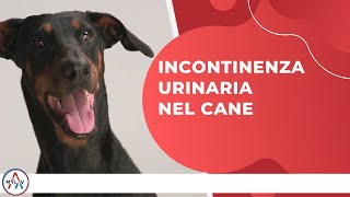 Incontinenza urinaria nel cane [upl. by Robyn]