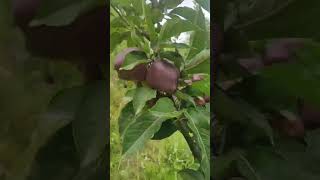 INCREDIBLE KINNAUR apple mountain  NEGI SK NEGI SK [upl. by Ainoet]