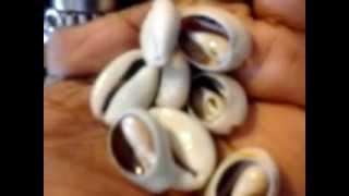 The many uses of the Wonderful Cowrie Shell [upl. by Allebasi]