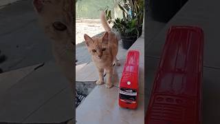 ada bus telolet🐱cat kitten funny comedy [upl. by Nessi]