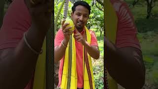 Coco plant plants cocoplants coco video videos shortsvideo shots shorts videoviral shots [upl. by Kenweigh780]