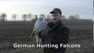 Beizjagd mit Gerfalke auf Möwen Falcon Hunting on gull [upl. by Mobley40]