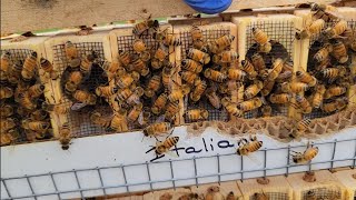 How to Bank Honey Bee Queens [upl. by Haik]