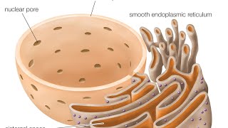 endoplasmic reticulum golgi bodylysosome [upl. by Buyse823]