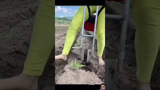 Aloe vera farmingshortsuse viral video futurefarming [upl. by Nyllek]