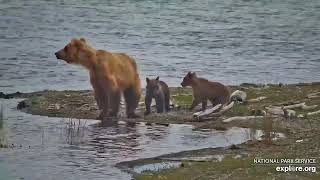 Медведи Катмай Аляска  Katmai bears Kats River View Alaska [upl. by Ttennej]