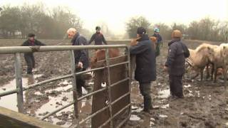 20 ponies rescued from a life of misery [upl. by Annaeed]