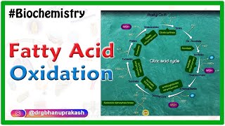 Fatty AcidOxidation  Beta oxidation of fatty acids  Biochemistry Animations [upl. by Ydisahc87]