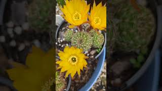 Lobivia Flower cacti plants cactus cactusflower [upl. by Neysa]