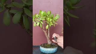 Crassula Ovata Bonsai  Big Cut amp Recovery shorts [upl. by Namsaj]