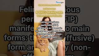 Feline Infectious Peritonitis FIP cat 고양이설사 뉴스 [upl. by Eglantine]