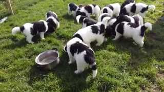 Landseer Newfoundland puppies 6 weeks old [upl. by Holmann]