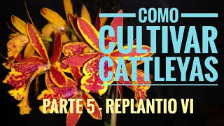 Cultivo de Cattleyas pt 5  Replantio VI [upl. by Zackariah806]