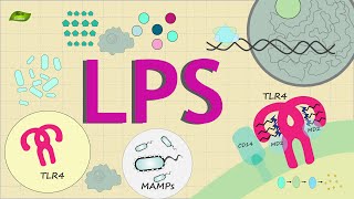 What is LPS signaling  Know Everything  Basic Science Series English [upl. by Yanel]