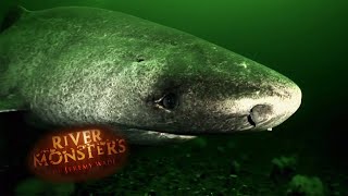 Unbelievable RARE Shark Footage  SHARK  River Monsters [upl. by Nashner]