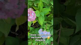 Flowers still blooming in Nov 😊 fyp pretty greenthumb flowers oklahoma viralvideo [upl. by Etnoled]