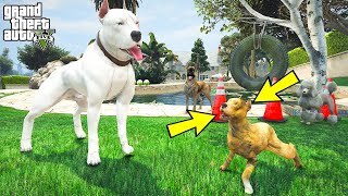 BEYAZ PİTBULL JACK ÜVEY OĞLU BOĞAYA DÖVÜŞ EĞİTİMİ VERİYOR  GTA 5 [upl. by Yuu771]