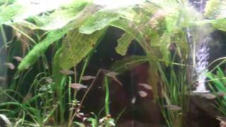 Planted Aquarium Substrate Eco Complete over dirt Onyx sand on dirt that was the problem [upl. by Leirza]