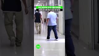 Trabajadores del Hospital General de CiudadConstitución trabajan con una plaga de ratas [upl. by Mair360]