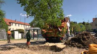 Großbaumverpflanzung von der Ledergasse an den Josefsbach [upl. by Richey844]