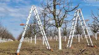 Rezidba šljive formiranje uzgojnog oblika u 3 godini pruning plum [upl. by Rawdon757]