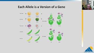 BIOL201 Ch111  The Process of Meiosis [upl. by Enieledam]