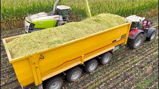 Maize Silage on Largest Dairy Farm in Holland  HUGE 75m3 4axle Pushoff Trailers  Van Bakel [upl. by Jentoft]