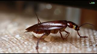 Cockroaches or roaches are insects belonging to the order Blattodea Blattaria [upl. by Ahsenauj]