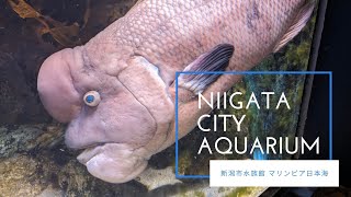 新潟市水族館 マリンピア日本海 JAPAN Niigata City Aquarium [upl. by Hajile]