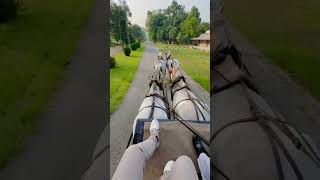 Remount Depot Mona Pakistan youtubeshorts incrediblepakistan Horses equestrian shorts [upl. by Lynnelle]