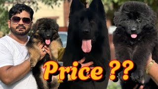 German shepherd Ky Bachy Agye 😲  Gsd Long coat Puppies [upl. by Annayrb]