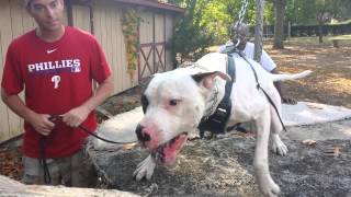 American Bulldog Protection  Table Training [upl. by Gensler]