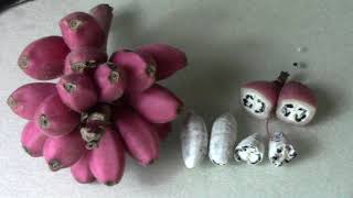 How To Save Lots Of Musa Velutina Banana Seeds  Pink Bananas [upl. by Tabby]