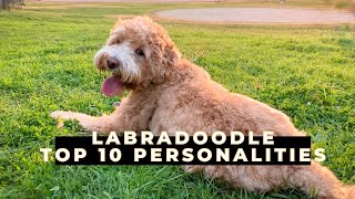 Labradoodle 101  10 Personalities of a Mini Labradoodle [upl. by Skylar]