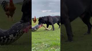 The brave dog🔥 dog snake fighting epic viralvideo viralshorts viralshort [upl. by Vacuva]