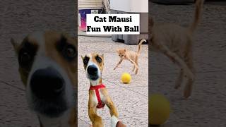 Gangster Kitten Play With Ball 😂  545 cat dog minivlog [upl. by Bertrando]