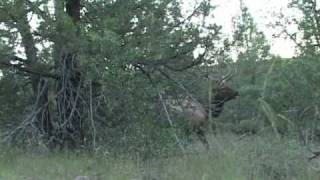 Field Judging Bull Elk AntlersGuess the Score 11 [upl. by Whiffen]